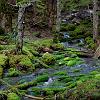 IMG_5205 Hidden Creek moss